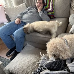 Pomsky and Siberian Husky Puppies from Osiris’s Siberians & Pomskies