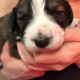 Bernedoodle Puppies from Terry Jorgensen
