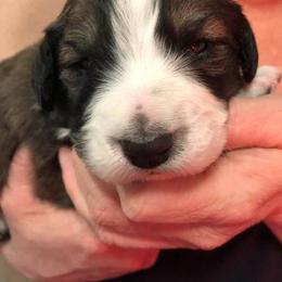 Bernedoodle Puppies from Terry Jorgensen
