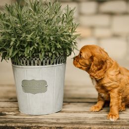 Cavalier King Charles Spaniel Puppies from Cavi Cutie Collective