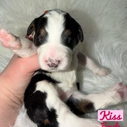 Kiss - Tri-color female Bernedoodle puppy in Beecher, Illinois from Erica’s Doodles
