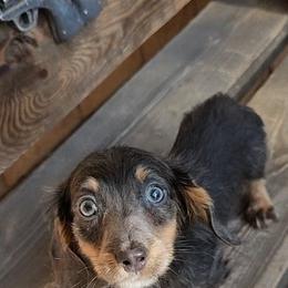 Patriot - Blue and tan male Dachshund puppy in Lubbock, Texas from West Texas Dachshunds LLC