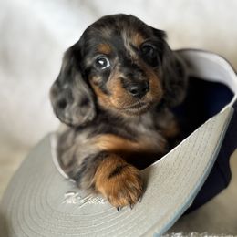 Railey - Dapple female Dachshund puppy in Bentonville, Arkansas from T & D Dachshunds by design