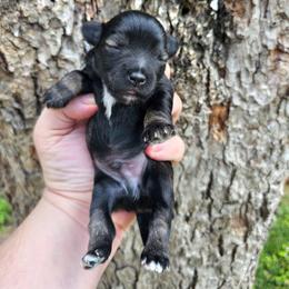 Boy 1 - Salt and pepper male Miniature Schnauzer puppy in Lake Charles, Louisiana from Du Lac Miniature Schnauzers