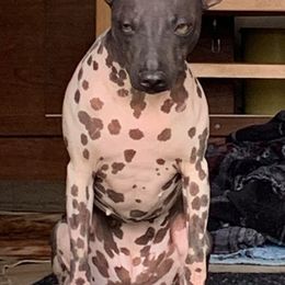 American Hairless Terriers from Runnin Bare Naked