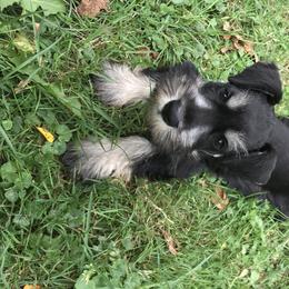 Miniature Schnauzer Puppies from TJ's Silver Paws Miniature Schnauzers