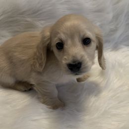 Dachshund Puppies from Gooddach’s Dachshunds