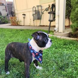 Boston Terrier Puppies from Drew Simmons