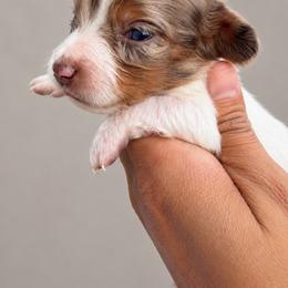 Sokka - Dapple male Dachshund puppy in Jarales, New Mexico from Poker Paws Dachshunds