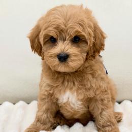 Blue - Apricot male Australian Labradoodle puppy in Auburn, Washington from West Valley Labradoodles