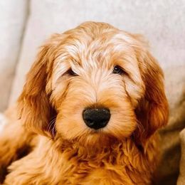 Aussiedoodles, Goldendoodles, Pembroke Welsh Corgis, and Sheepadoodles from The Puppy Stables