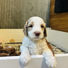 Rusty - Copper Collar - Parti male Goldendoodle puppy in Denison, Iowa from Violet View Iowa Goldendoodles