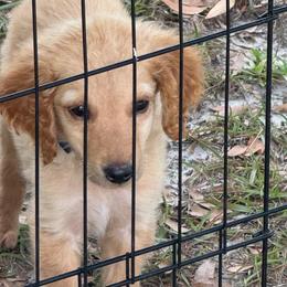 Teddy - Apricot male Goldendoodle puppy in Ambrose, Georgia from Brandilyn's Aussies