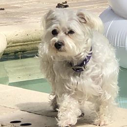 Izzy - Maltese