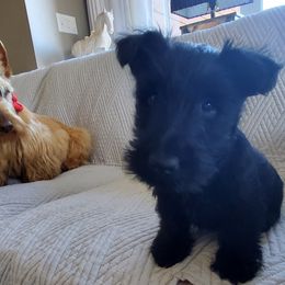Scottish Terrier Puppies from Cavern Kennels