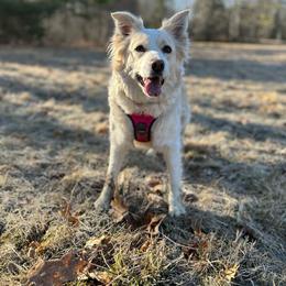 Harper - Border Collie