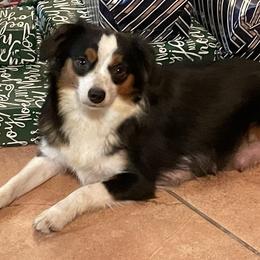 Honey - Toy Australian Shepherd