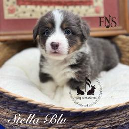 Stella - Blue female Pembroke Welsh Corgi puppy in Casper, Wyoming from Flying Note Shorties