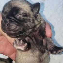 Boy 3 - Fawn male Pug puppy in Gadsden, Alabama from Carla's Pugs