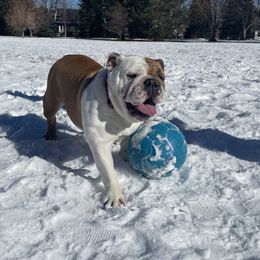 Mars - Bulldog