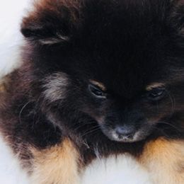 Pomeranians from Total Eclipse Pomeranians
