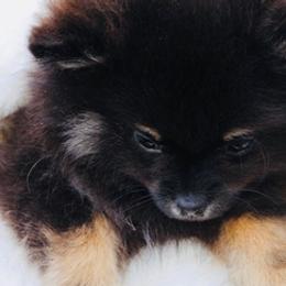 Pomeranians from Total Eclipse Pomeranians