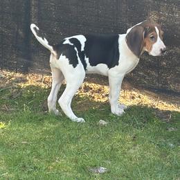 Girl 2 - Tri-colored female Treeing Walker Coonhound puppy in Vermontville, Michigan from Stackem Up Kennel