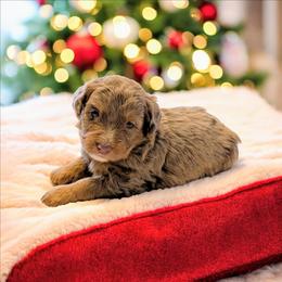 Walter - Blue merle male Bernedoodle puppy in Sparta, Missouri from Sis' Doodles & Poodles