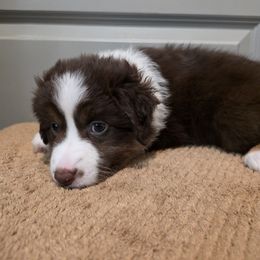 Pink - Red tri-color female Miniature American Shepherd puppy in Statesboro, Georgia from Azure Miniature American Shepherds