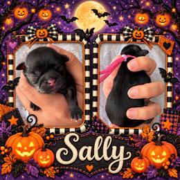 Sally - Black female Shih Tzu puppy in Connersville, Indiana from Sugar and Spice Shihtzus