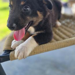 Vicki - Black tri-color female Australian Shepherd puppy in Wrightsville, Georgia from Wild Magnolia Farms Aussies