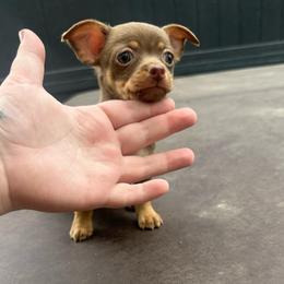Little cinnamon - Chocolate and tan female Chihuahua puppy in Alvord, Texas from Gift of Gods Favor