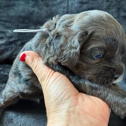 Luigi - Merle male Cockapoo puppy in Adrian, Oregon from ApplebyFarm