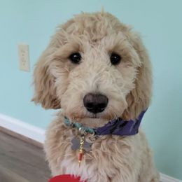 Goldendoodles from Rock Creek Kennels