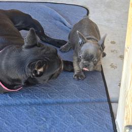 Bart Simpsons - Blue male French Bulldog puppy in Avondale, Arizona from Montes House of  Frenchies