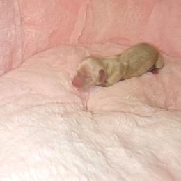 Sugar - Cream female Dachshund puppy in Bristol, Tennessee from It's Mini Wieners Baby