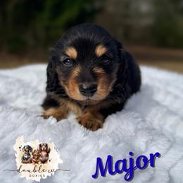Major - Black and tan male Dachshund puppy in Alto, Texas from Double W Doxies
