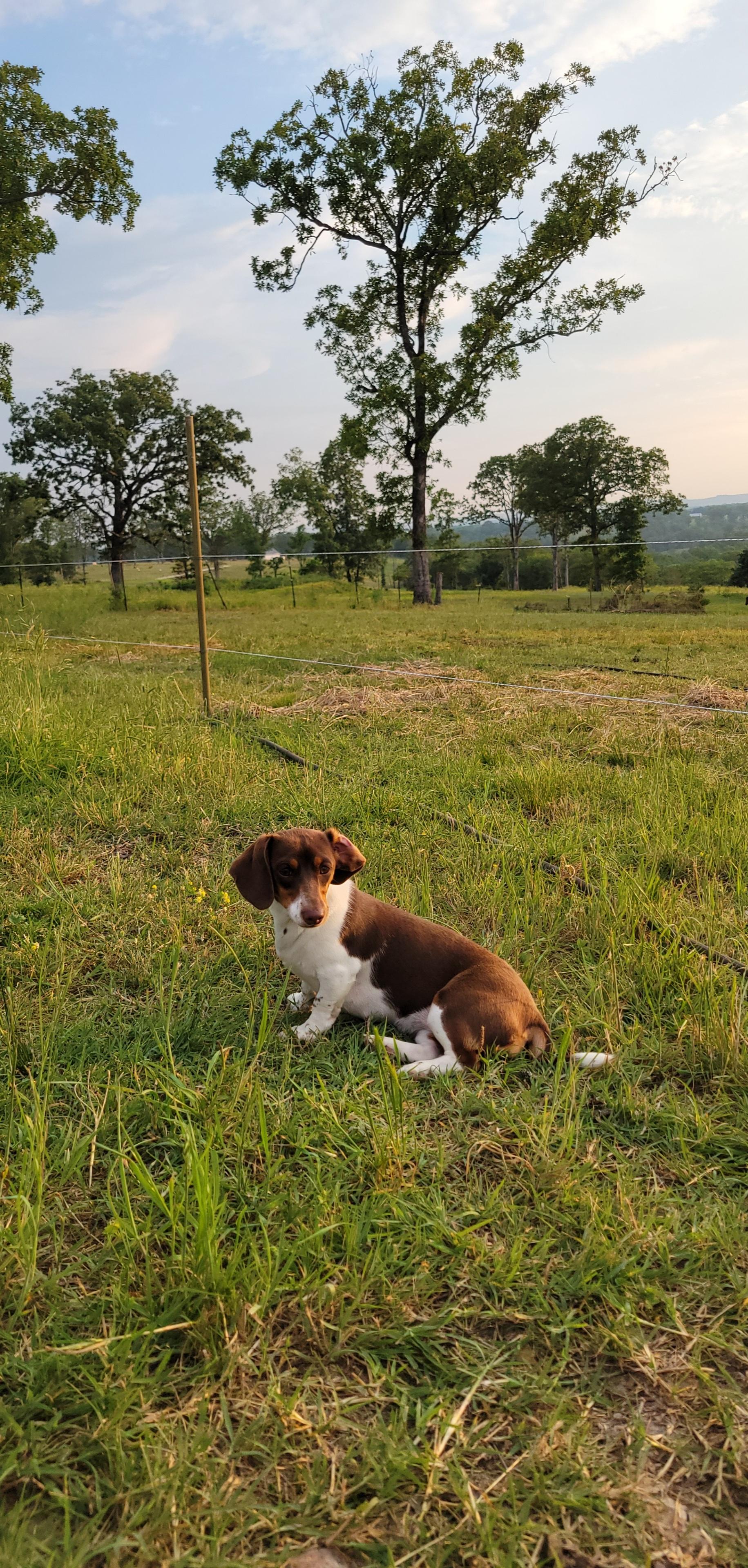 Daphne