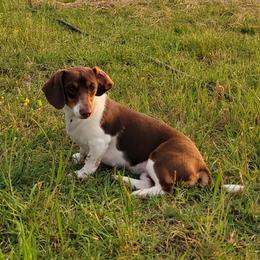Daphne - Dachshund