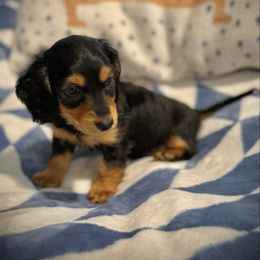 Green - Black and tan male Dachshund puppy in North Port, Florida from Jessica Louise Dachshunds