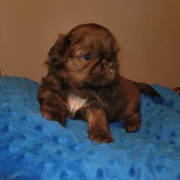 Boy 1     1900.00 - Liver male Shih Tzu puppy in Wooster, Ohio from Mending Hearts Shih Tzu's