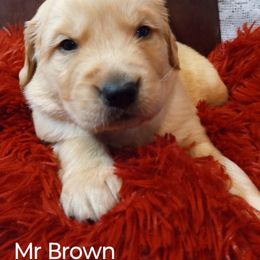 Golden Retriever Puppies from Grand Mound Goldens