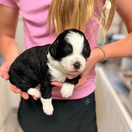 Magnolia - Tri-color female Bernedoodle puppy in Irmo, South Carolina from Palmetto Bernedoodles Boutique