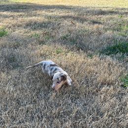 Dachshund Puppies from L & J Kennel