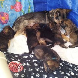 German Shepherd Puppies from vom Wenner Haus