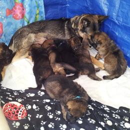 German Shepherd Puppies from vom Wenner Haus