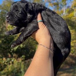 Spice - Black female German Shepherd puppy in Virginia from Stahlhaus ( Previously Buffelbach Farmstead Shepherds)