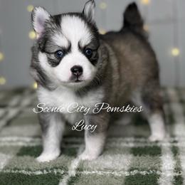 Lucy - Silver and white female Pomsky puppy in Rossville, Georgia from Scenic City Pomskies