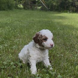 Alice - Parti female Poodle puppy in New Milford, Pennsylvania from Cross's Poodle Puppies