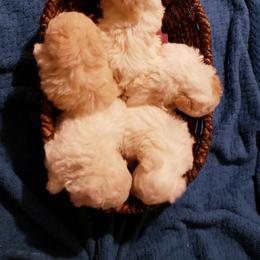 Maltipoo Puppies from Little Cupcakes and Little Punkins Maltipoos